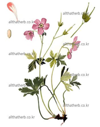 �̹���